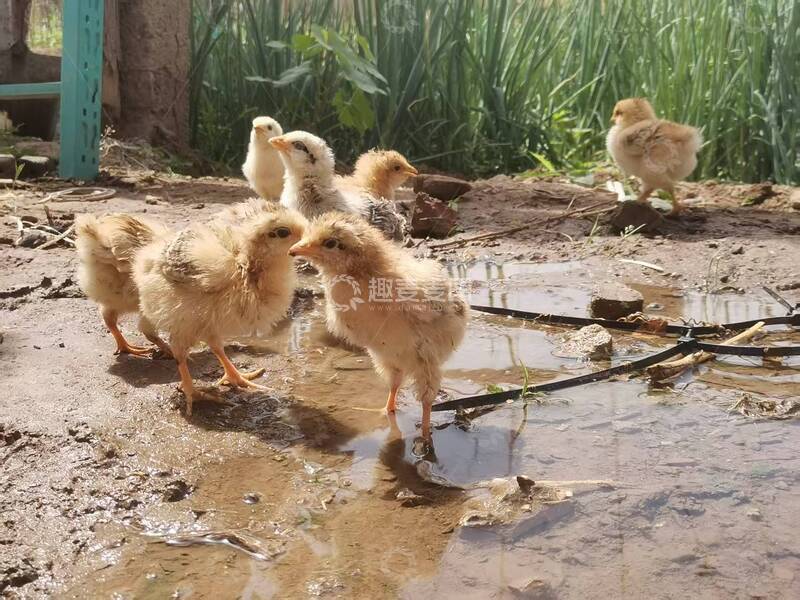 高清大图下载【趣麦麦图】-水滩里行走的小鸡