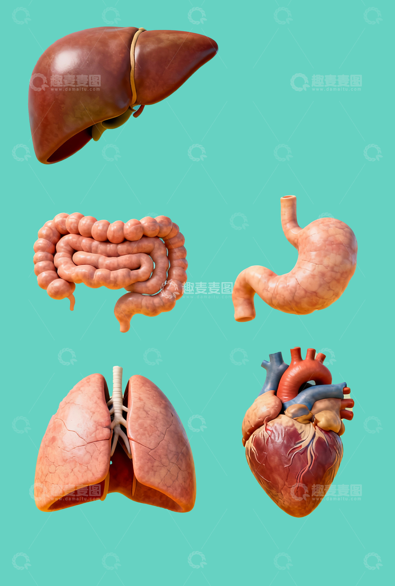 源文件下载【趣麦麦图】人体器官模型1
