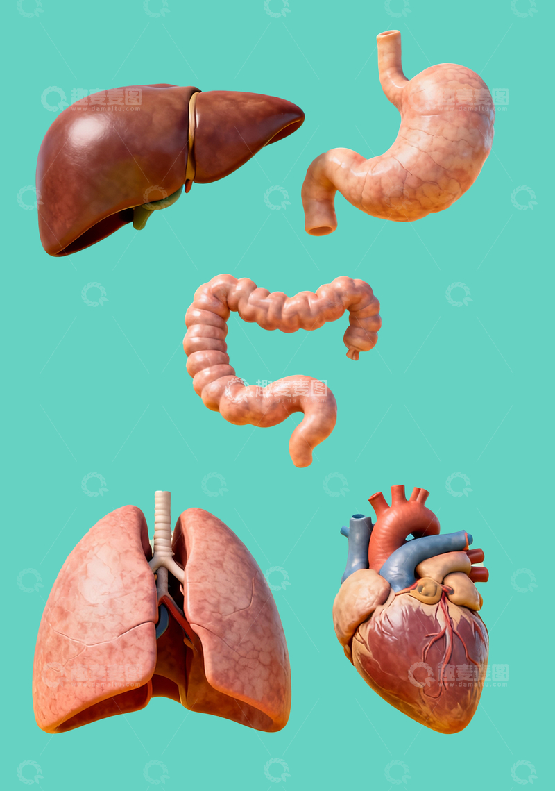 源文件下载【趣麦麦图】人体器官模型2