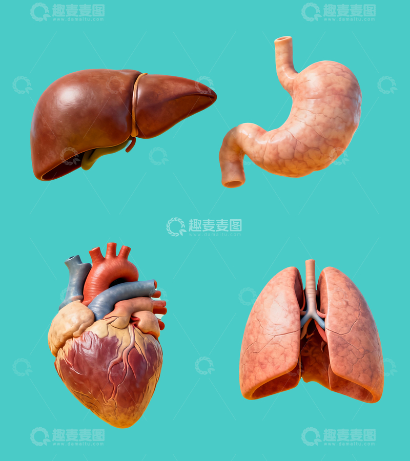 源文件下载【趣麦麦图】人体器官模型3