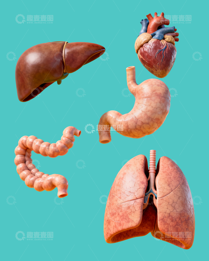 源文件下载【趣麦麦图】人体器官模型4
