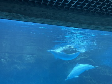 水族馆鲸鱼游动场景摄影图