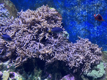 海底珊瑚鱼群景观图