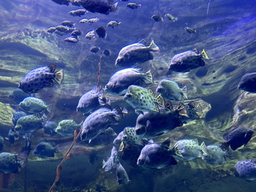 海底世界鱼群游动景观