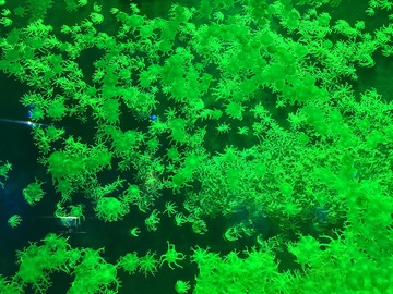 绿色水草水面航拍图