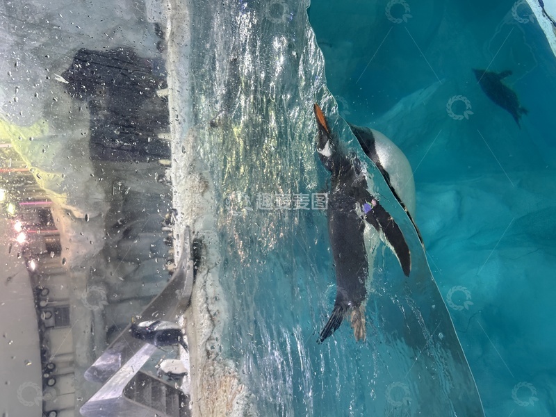 高清大图下载【趣麦麦图】水族馆企鹅游泳