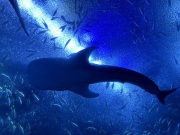 深海鲸影动画场景