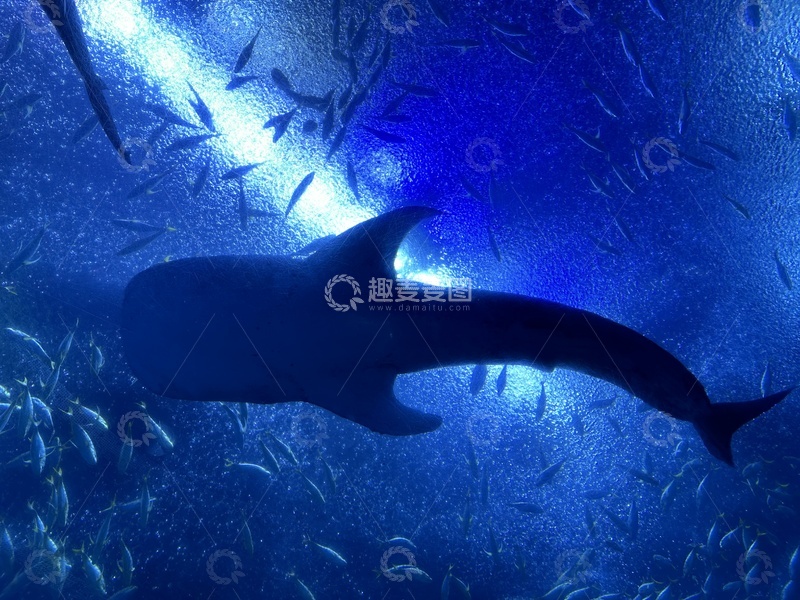 高清大图下载【趣麦麦图】-深海鲸影动画场景