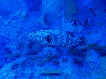 蓝色水族馆海龟游动