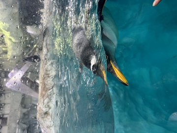 企鹅游泳馆透明墙景观