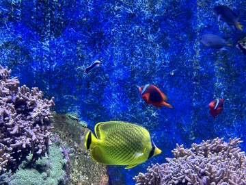 海洋鱼群珊瑚美景摄影图片