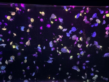 梦幻水母水族馆景观