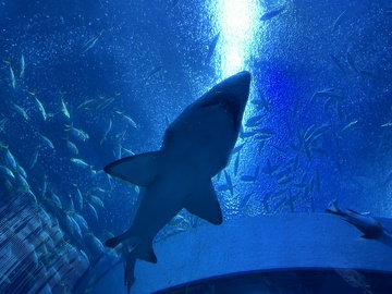 深海鲨鱼游动水族馆场景