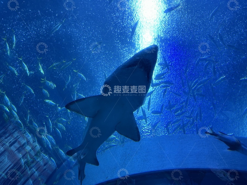 高清大图下载【趣麦麦图】深海鲨鱼游动水族馆场景