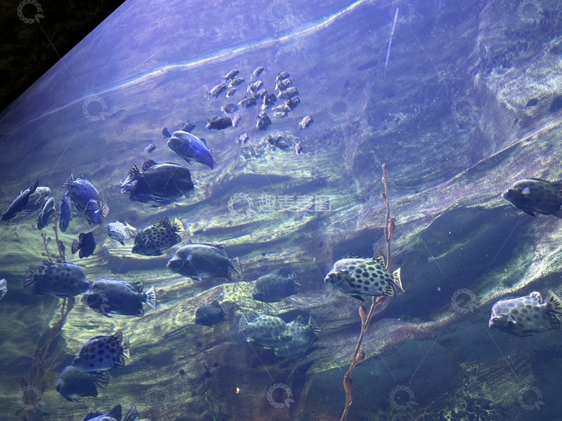 高清大图下载【趣麦麦图】水族馆鱼儿游动景观
