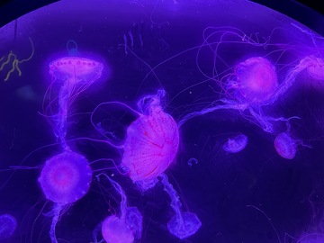 紫海梦幻水母
