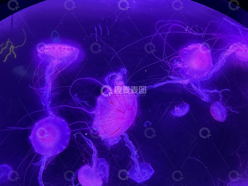 高清大图下载【趣麦麦图】-紫海梦幻水母