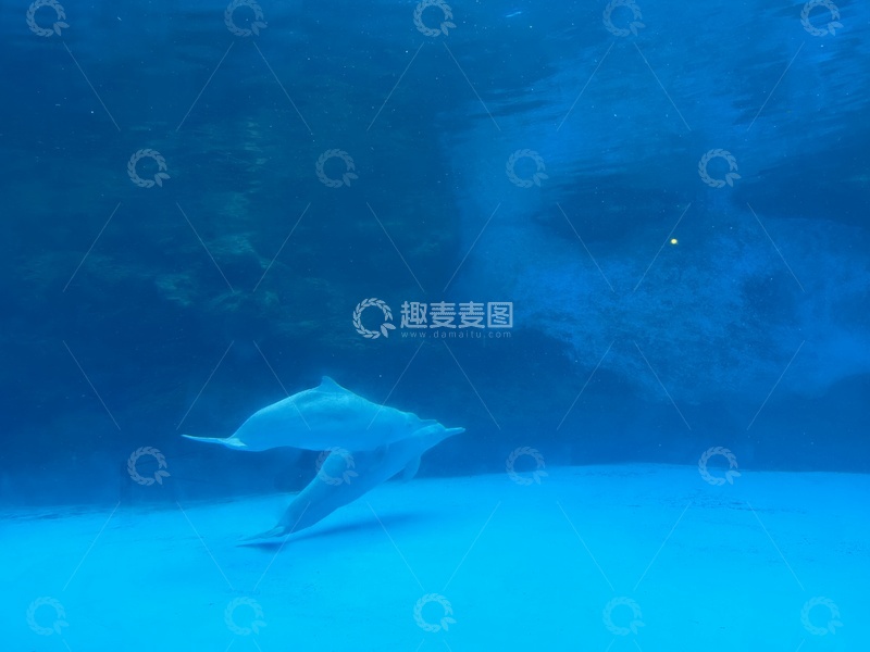 高清大图下载【趣麦麦图】-水下海豚游动风光摄影