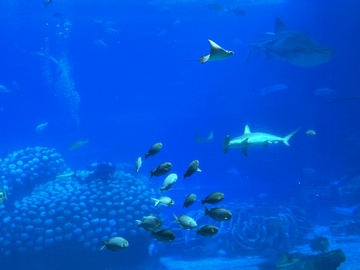 海底世界鲨鱼鱼群游动景象