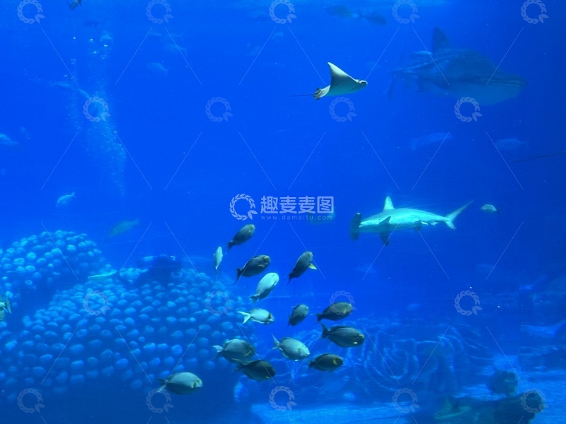 高清大图下载【趣麦麦图】海底世界鲨鱼鱼群游动景象