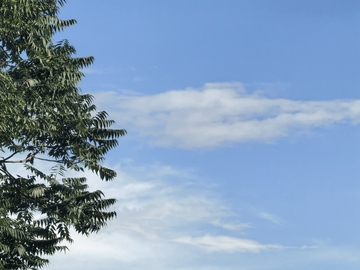 蓝天白云绿树枝叶风景