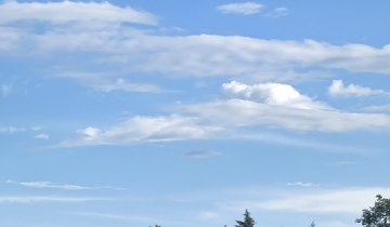 蓝天白云松树景观