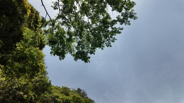 山间绿叶映蓝天