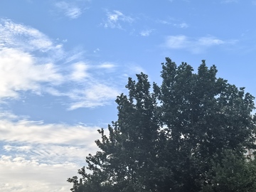 蓝天白云大树风景照