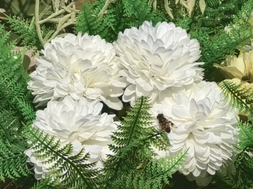 白菊绽放绿意盎然