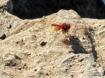红色昆虫岩石背景