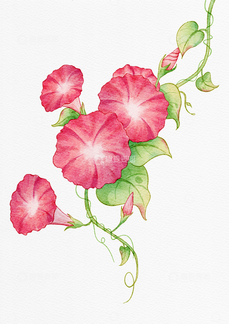 源文件下载【趣麦麦图】-水彩牵牛花卉藤蔓插画