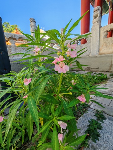 古典园林粉花绿叶景观