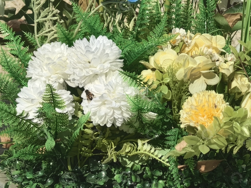 高清大图下载【趣麦麦图】自然花卉组合盆栽摄影