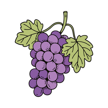 手绘矢量葡萄插画