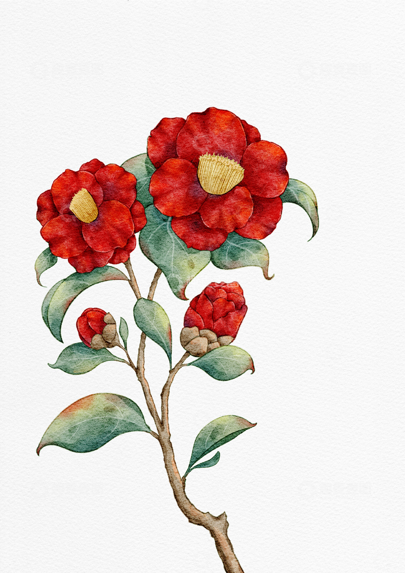 源文件下载【趣麦麦图】水彩山茶花红花植物插画