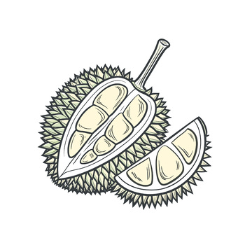 矢量手绘榴莲插画