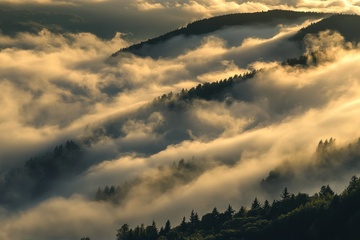 森林云雾雾气自然美景