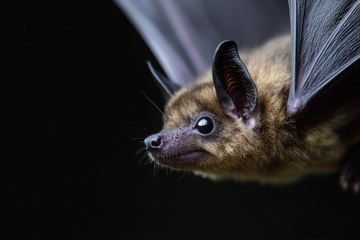 一只蝙蝠特写摄影
