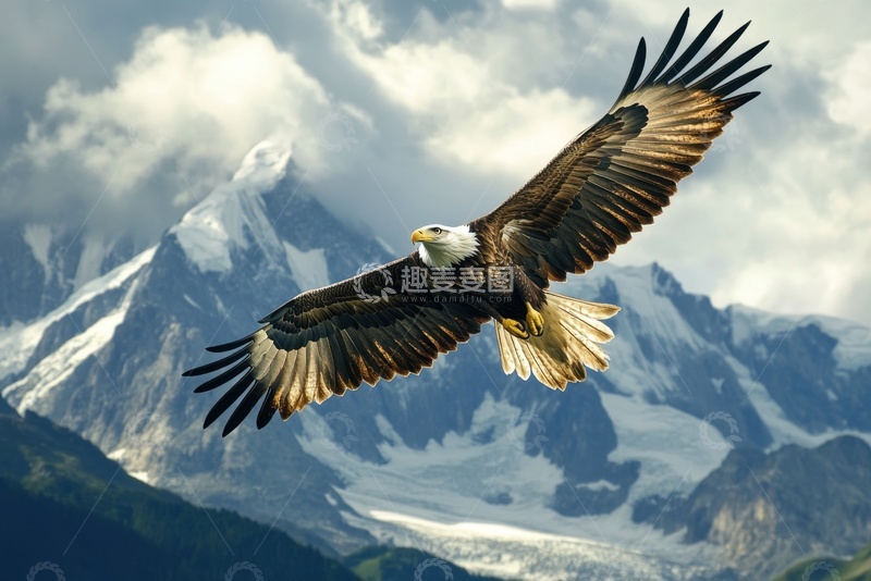 高清大图下载【趣麦麦图】飞翔的一只老鹰
