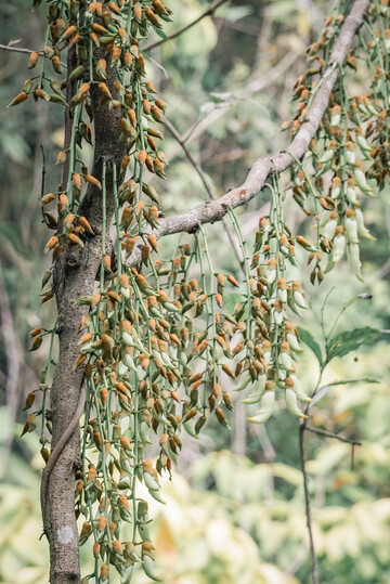 森林树干上生长的禾雀花摄影图