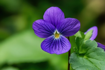 一朵蓝色的蝴蝶兰特写摄影