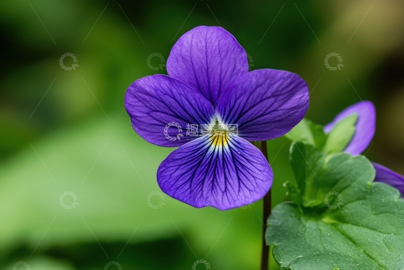 高清大图下载【趣麦麦图】一朵蓝色的蝴蝶兰特写摄影