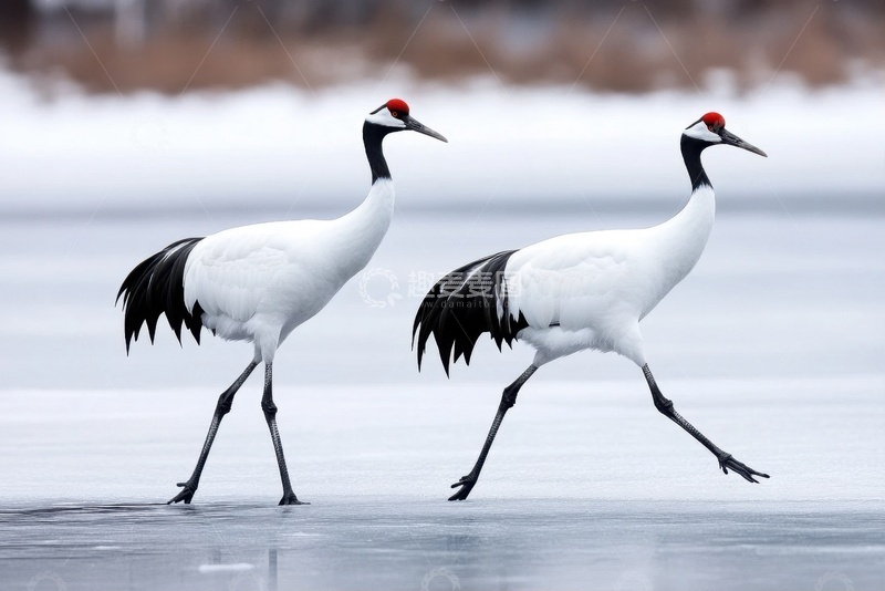 高清大图下载【趣麦麦图】行走的两只白色仙鹤