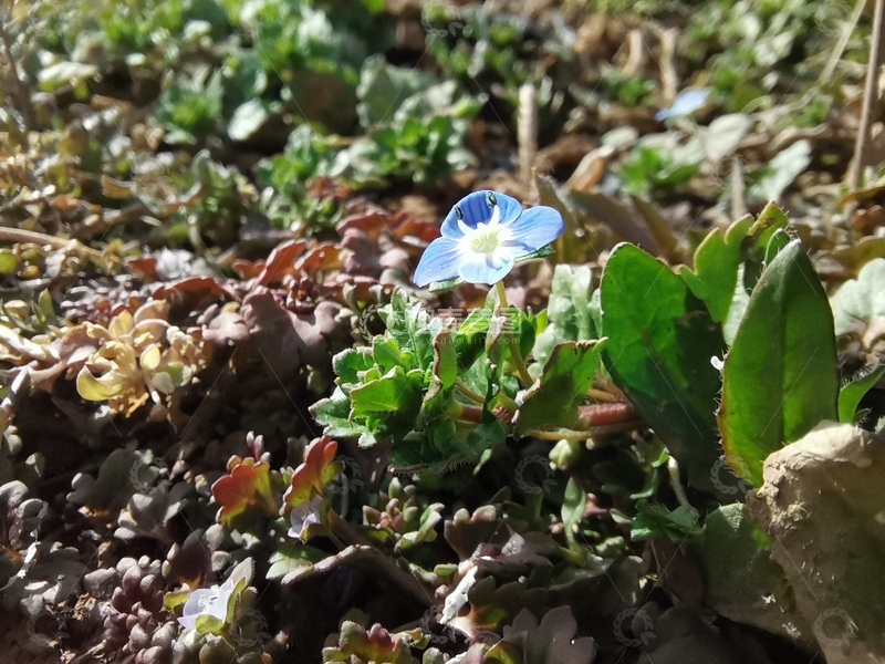 高清大图下载【趣麦麦图】草地里的一朵小花