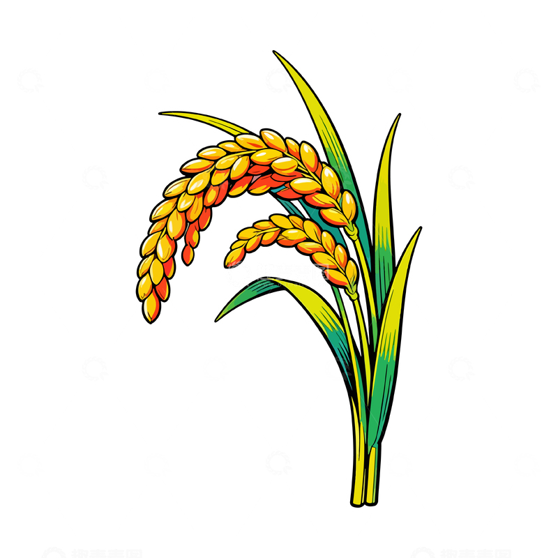 源文件下载【趣麦麦图】手绘稻谷插画素材