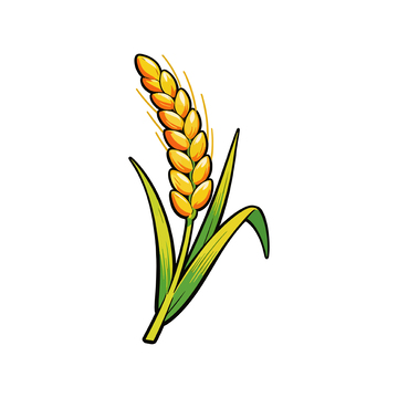 手绘金黄小麦插画