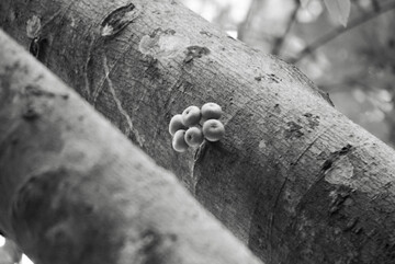 黑白聚果榕树木果实特写摄影