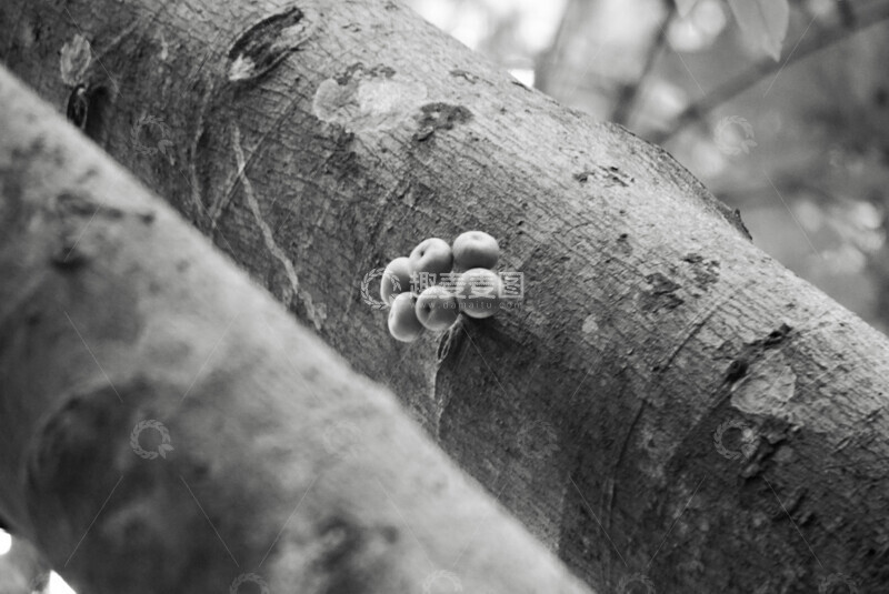 高清大图下载【趣麦麦图】黑白聚果榕树木果实特写摄影