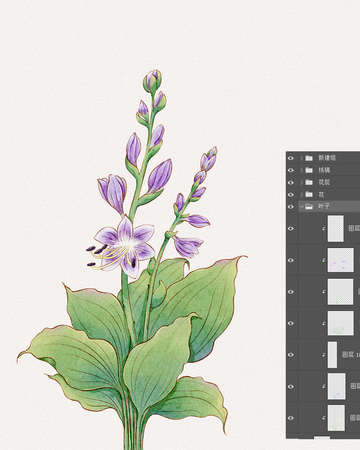 水彩植物紫玉簪插画