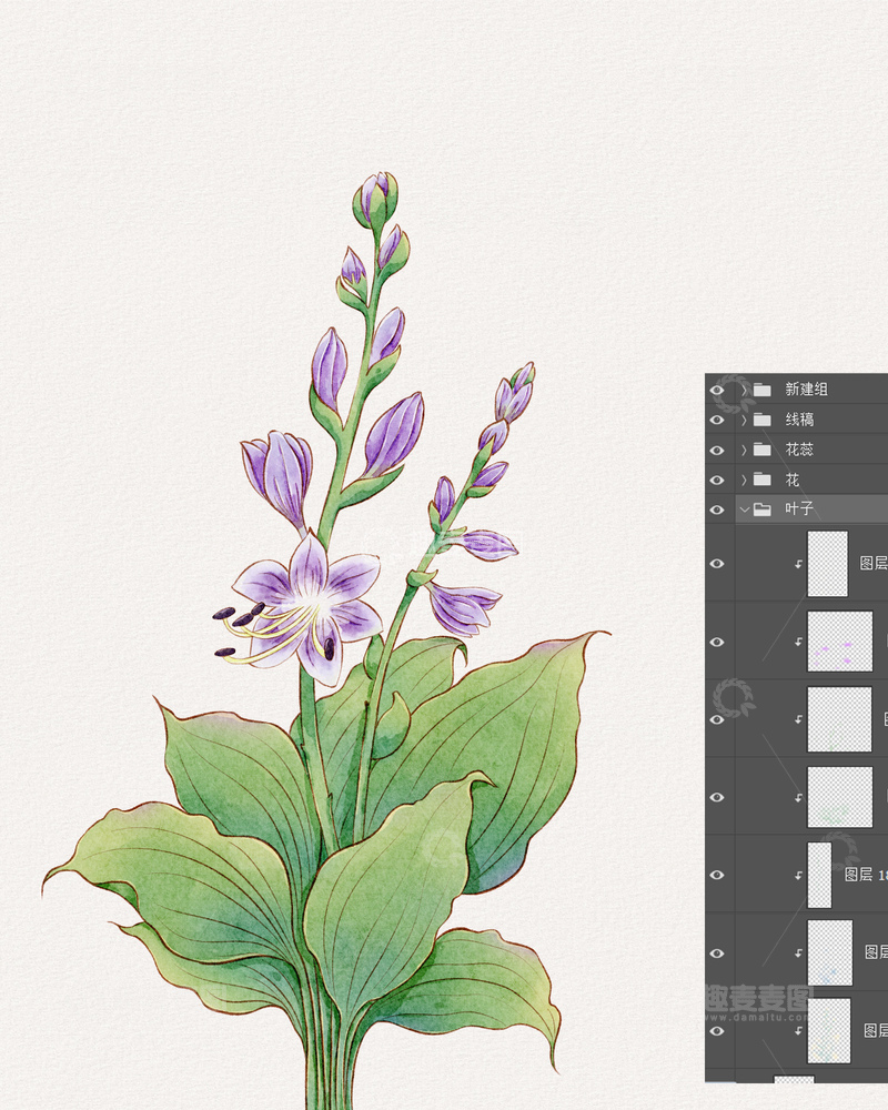 源文件下载【趣麦麦图】水彩植物紫玉簪插画